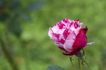 Red and white rose over blurred green garden background