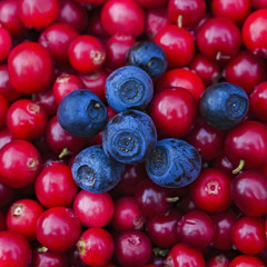 Rustic background with red tasty colorful cranberries and blueberries, top view. Soft focus, closeup photo of berries mix for eco cookery business. Antioxidant natural cowberry harvest