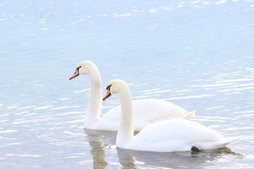Naklejka na ściany i meble Swans on lake