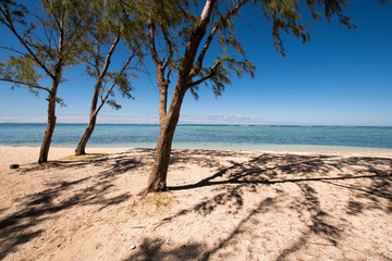 Deserted sandy beach view with filao trees - Mauritius