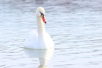 Swan on lake