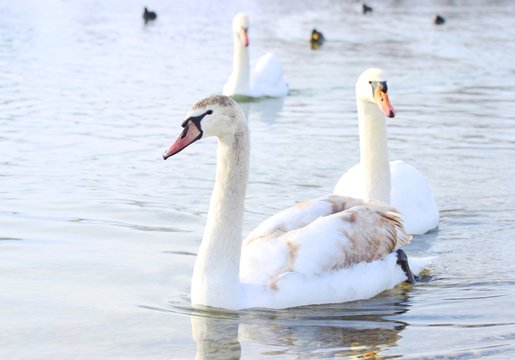 Swans on lake in spring