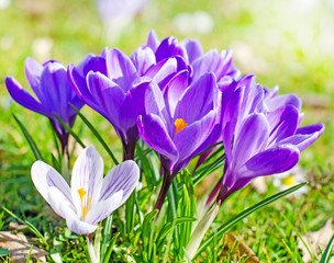 Frühlingserwachen, Ostergruß, Alles Liebe, Glück, Freude: Wiese mit zarten Krokussen :)