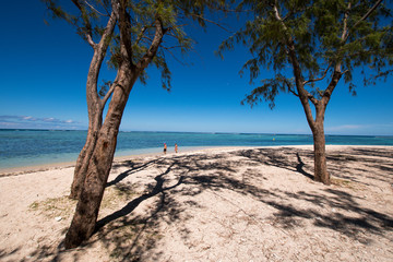 Sandy beach view with filao trees - Mauritius