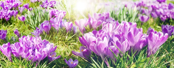 Foto auf Acrylglas Frühlingserwachen, Ostergruß, Alles Liebe, Glück, Freude: Wiese mit zarten Krokussen :) © doris oberfrank-list