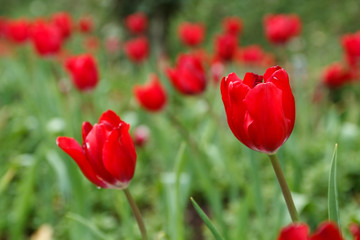 Red tulips