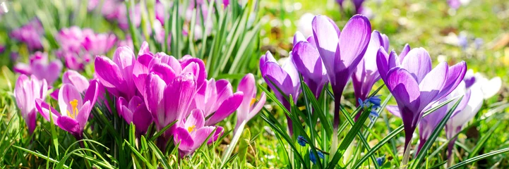 Fotobehang Krokus Frühlingserwachen, Ostergruß, Alles Liebe, Glück, Freude: Wiese mit zarten Krokussen :)  © doris oberfrank-list