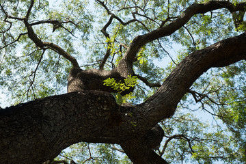 Branch of big tree look up view