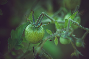Unripe green tomatoes