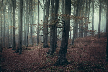 Strange atmosphere in foggy forest