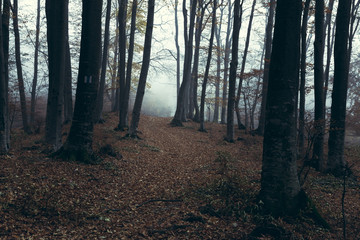 Light ahead in foggy forest