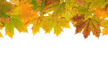 autumn maple leaves on a white background