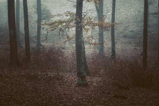 Lonely tree in foggy forest