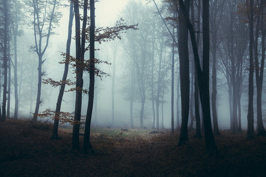 Clearing of light in dark foggy forest