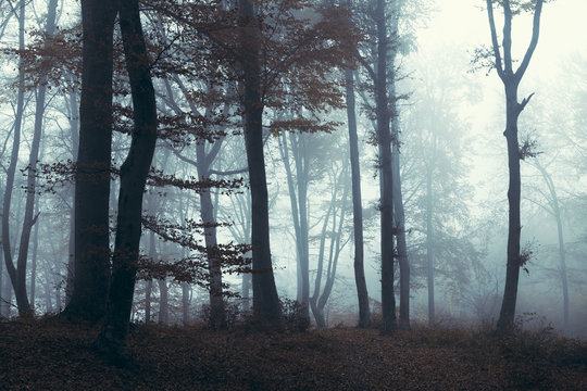 Creepy blue fog in the woods