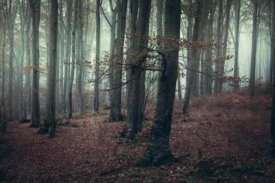 Strange atmosphere in foggy forest © bonciutoma