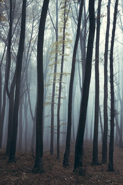 Lonely tree in creepy forest