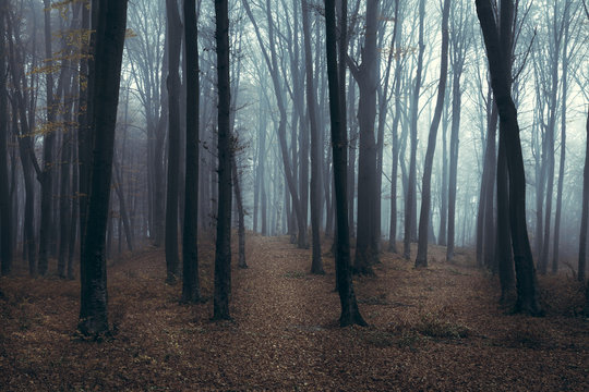 Mysterious foggy forest atmosphere
