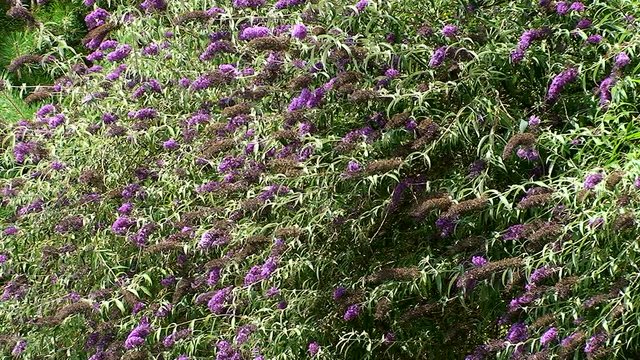 Die Bl&uuml;ten des Sommerflieders sind ein Treffpunkt f&uuml;r viele Insekten (Totale)
