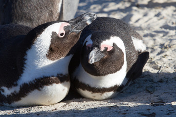 Naklejka premium African Penguins