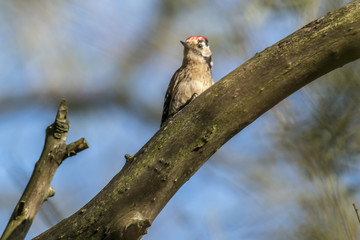 Kleinspecht (Dryobates minor)