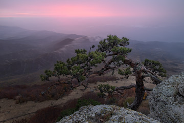 Curved pine at the edge of the mountain slope in front of multi-layered hills covered with haze glowed pink by a sunrise, Crimea, Russia