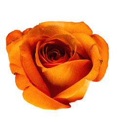 Rose orange freigestellt freisteller
