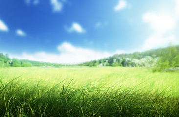 Fototapeta na wymiar sunny morning and field of grass