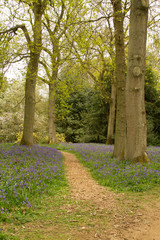 Bluebell woods