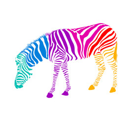 Colorful zebra standing and bent down. Savannah Animal ornament. Wild animal texture, isolated on white background.