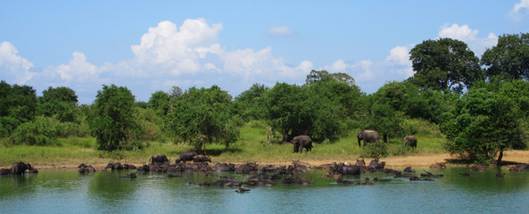 Fototapeta na wymiar Elephants and buffalos in Sri Lanka