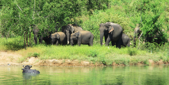 Elephants in Sri Lanka