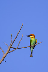 Image of bird on the branch on sky background. Wild Animals. Chestnut-headed Bee-eater (Merops leschenaulti)