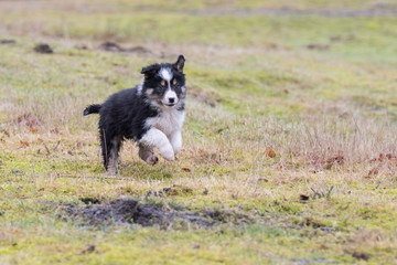 Border Collie Welpe