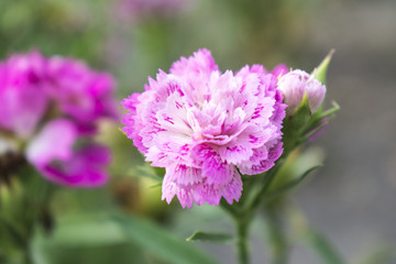 Pink flowers bloom with blurred background