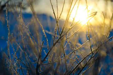Obraz premium Blurry winter forest with bokeh effect.