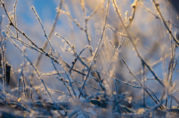 Blurry winter forest with bokeh effect.