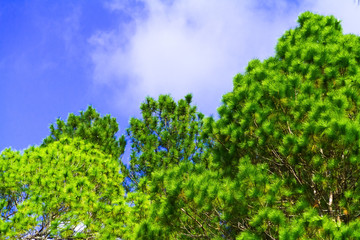 Green pine forests, rich in integrity.