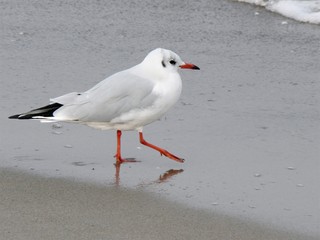 möve am sandstrand, gehend