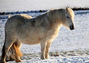 Fototapeta na wymiar Ein helles Pferd mit langem Pferdschweif steht in der Sonne im Winter im freien auf der Weide und geniest den Sonnenschein.