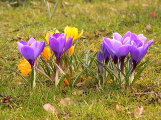 krokusse im fr&uuml;hling