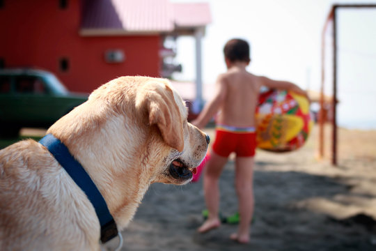 Bright picture of dog with boy on the beach