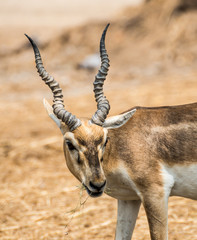 Deer Impala