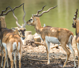 Deer Impala