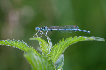 Blaue Federlibelle