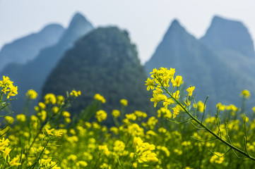 The rape flowers with mountains background in spring 