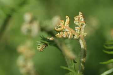 Fougère aigle, Pteridium aquilinum