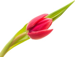 Red spring tulip on white background