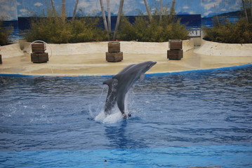 DELFINES