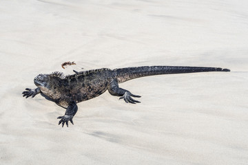 marine iguana  at the beach